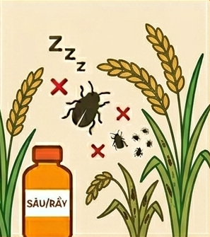 Thuốc Sâu, Rầy